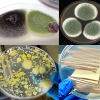 Screening e crescita di isolati batterici e fungini per applicazioni singole e in consorzi microbici